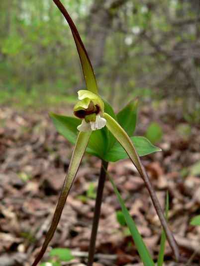 {Isotria verticillata}